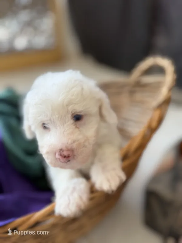 Casper Micro Mini Doodle with Blue Eyes – Old English Sheepdog, Poodle - Toy  puppy for sale in Phoenix, AZ