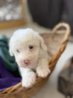 Casper Micro Mini Doodle with Blue Eyes, a male Old English Sheepdog and Poodle - Toy  for sale in Phoenix, AZ – 1 of 5