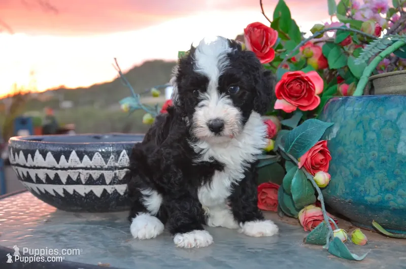 Atlas – Sheepadoodle, Poodle - Standard  puppy for sale in New River, AZ