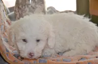 Casper Micro Mini Blue Eyes Reduced, a male Old English Sheepdog and Poodle - Toy  for sale in Phoenix, AZ – 7 of 9