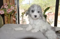 Kiwi micro Miniture, a male Old English Sheepdog and Poodle - Toy  for sale in Phoenix, AZ – 7 of 7