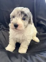 Yogi Micro Miniture Sheepadoodle, a male Old English Sheepdog and Poodle - Toy  for sale in Phoenix, AZ – 2 of 8