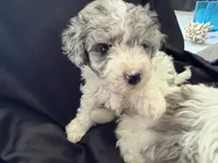 Kiwi Micro Mini Sheepadoodle, a male Poodle - Toy  and Sheepadoodle for sale in Phoenix, AZ – 9 of 10