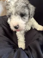Kiwi Micro Mini Sheepadoodle, a male Poodle - Toy  and Sheepadoodle for sale in Phoenix, AZ – 8 of 10