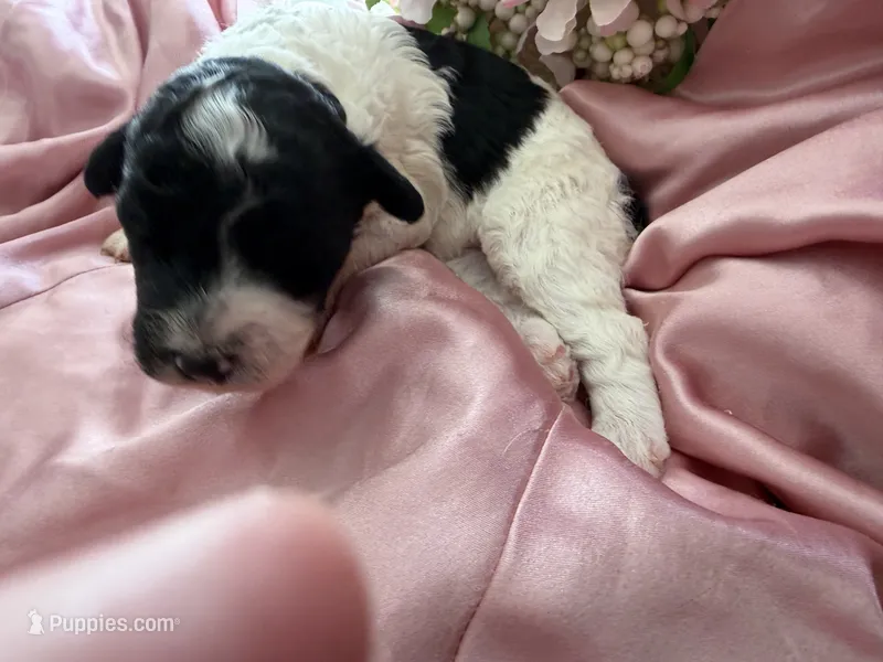 Luna – Sheepadoodle, Poodle - Standard  puppy for sale in Phoenix, AZ