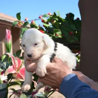 LuLu-Reduced price, a female Sheepadoodle for sale in Phoenix, AZ – Photo 6 of 6
