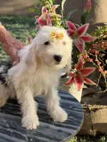 LuLu, a female Sheepadoodle for sale in Phoenix, AZ – Photo 2 of 7
