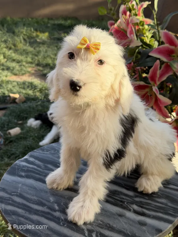 LuLu – Sheepadoodle puppy for sale in Phoenix, AZ