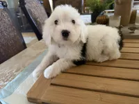 LuLu, a female Sheepadoodle for sale in Phoenix, AZ – Photo 7 of 7