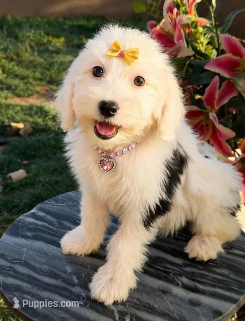 Lulu price drop – Sheepadoodle puppy for sale in Phoenix, AZ