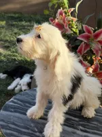LuLu, a female Sheepadoodle for sale in Phoenix, AZ – Photo 4 of 7