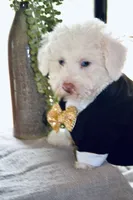 Sugar Micro Mini/Blue Eyes Sheepadoodle Reduced, a male Sheepadoodle for sale in Phoenix, AZ – 3 of 9