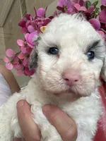 Snowflake Micro Mini Doodle with Blue Eyes, a female Old English Sheepdog and Poodle - Toy  for sale in Phoenix, AZ – 6 of 9