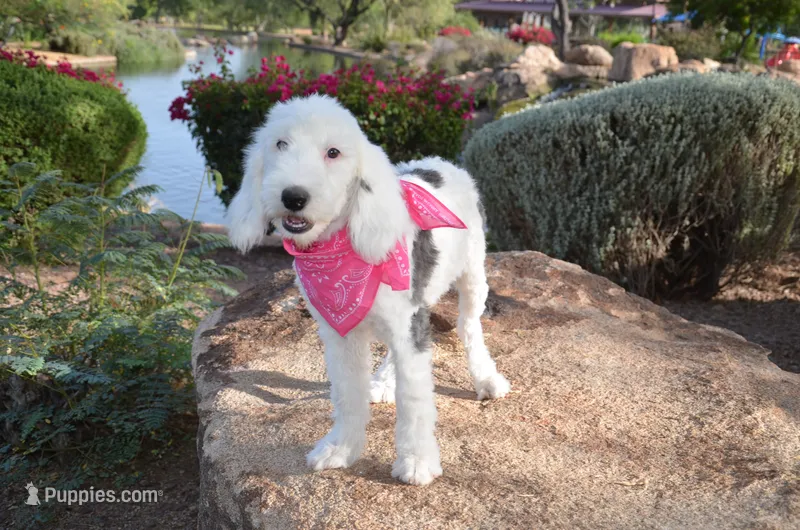 Lulu Mini Sheepadoodle – Sheepadoodle puppy for sale in Phoenix, AZ