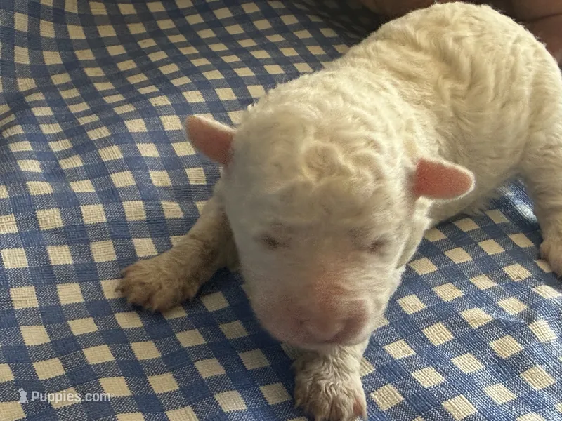 Sugar Micro Mini – Old English Sheepdog, Poodle - Toy  puppy for sale in Phoenix, AZ