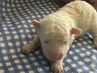 Sugar Micro Mini, a male Old English Sheepdog and Poodle - Toy  for sale in Phoenix, AZ – 1 of 10