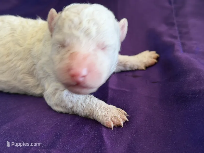 Casper Micro Mini, a male Poodle - Toy  and Sheepadoodle for sale in Phoenix, AZ – 1 of 6