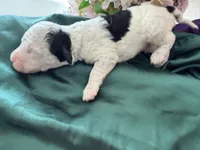 Cooper, a male Sheepadoodle and Poodle - Standard  for sale in Phoenix, AZ – 4 of 5