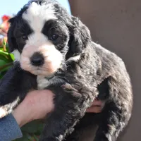 Ebony-Reduced price , a male Sheepadoodle for sale in Phoenix, AZ – Photo 5 of 5