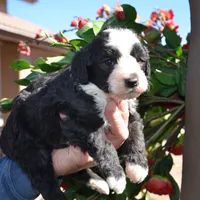Ebony-Reduced price , a male Sheepadoodle for sale in Phoenix, AZ – Photo 2 of 5