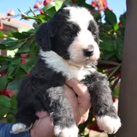 Ebony-Reduced price , a male Sheepadoodle for sale in Phoenix, AZ – Photo 3 of 5