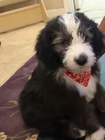 Ebony, a male Sheepadoodle for sale in Phoenix, AZ – Photo 2 of 7