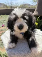 Ebony, a male Sheepadoodle for sale in Phoenix, AZ – Photo 4 of 7
