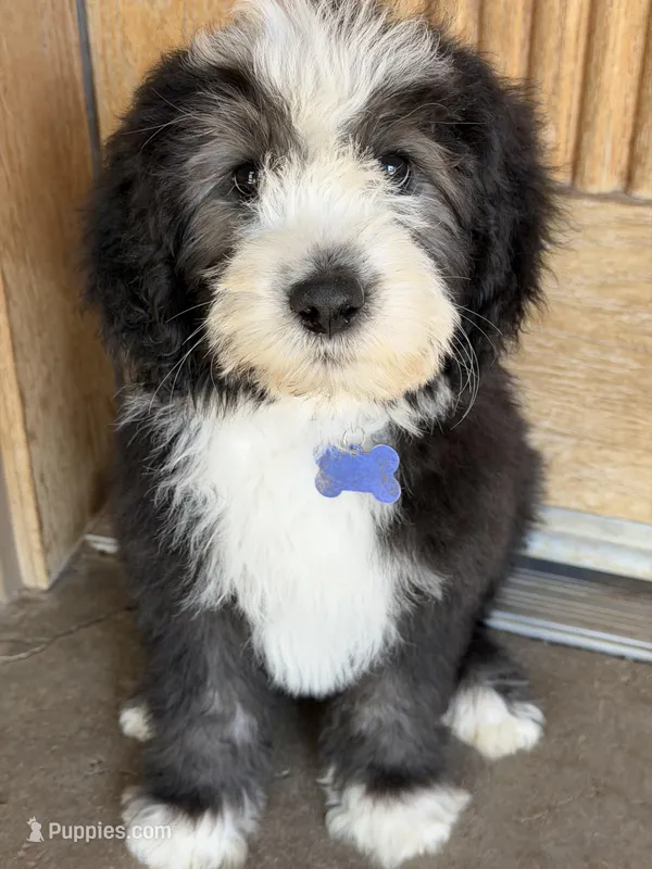 Ebony – Sheepadoodle puppy for sale in Phoenix, AZ