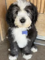 Ebony, a male Sheepadoodle for sale in Phoenix, AZ – Photo 1 of 7