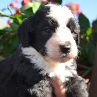 Ebony-Reduced price , a male Sheepadoodle for sale in Phoenix, AZ – Photo 1 of 5