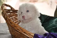 Casper Micro Mini/Blue Eyes Reduced, a male Sheepadoodle for sale in Phoenix, AZ – 4 of 7