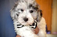 Yogi Micro Mini Sheepadoodle Reduced, a male Old English Sheepdog and Poodle - Miniature  for sale in Phoenix, AZ – 4 of 5