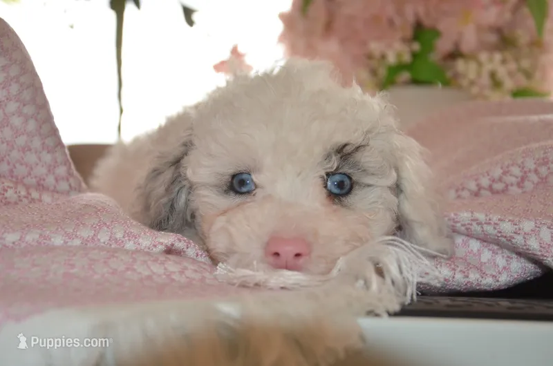 Snowflake Micro Mini/Blue Eyes – Old English Sheepdog, Poodle - Toy  puppy for sale in Phoenix, AZ