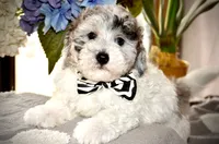 Yogi Micro Mini Sheepadoodle Reduced, a male Old English Sheepdog and Poodle - Miniature  for sale in Phoenix, AZ – 3 of 5