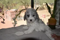 Kiwi micro Miniture, a male Old English Sheepdog and Poodle - Toy  for sale in Phoenix, AZ – 5 of 7