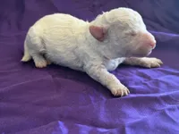 Casper Micro Mini, a male Poodle - Toy  and Sheepadoodle for sale in Phoenix, AZ – 4 of 6