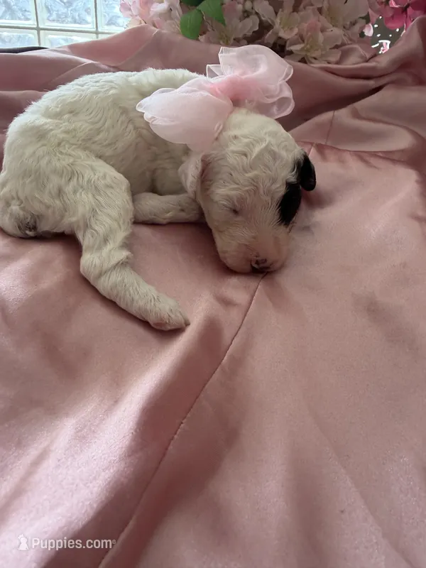 Michelle – Sheepadoodle, Poodle - Standard  puppy for sale in Phoenix, AZ