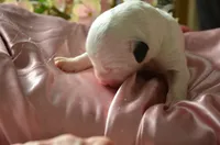 processed/732a1749-41a6-49cc-8075-9c52d658297e/listing/f0810ba5-3580-4960-833f-e502b9466097/10e9ac7a-4ba6-4e16-8e1f-966021f19935