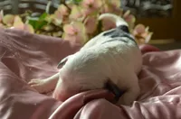 processed/732a1749-41a6-49cc-8075-9c52d658297e/listing/f0810ba5-3580-4960-833f-e502b9466097/9dd71626-f30b-4afd-92c6-6fab4f82d333