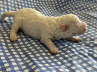 Sugar Micro Mini, a male Poodle - Toy  and Sheepadoodle for sale in Phoenix, AZ – 4 of 7