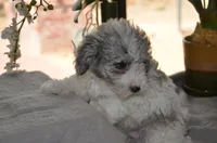 Kiwi Micro Mini Merle Sheepadoodle Reduced, a male Sheepadoodle for sale in Phoenix, AZ – 8 of 8