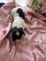 Luna, a female Sheepadoodle and Poodle - Standard  for sale in Phoenix, AZ – 5 of 6