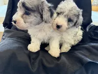 Yogi Micro Miniture Sheepadoodle, a male Old English Sheepdog and Poodle - Toy  for sale in Phoenix, AZ – 8 of 8