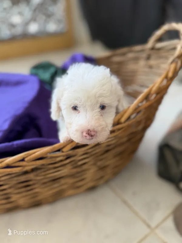 Casper Micro Mini Doodle with Blue Eyes – Poodle - Toy , Sheepadoodle puppy for sale in Phoenix, AZ