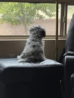 Puppy, a  Old English Sheepdog and Poodle - Toy  for sale in Phoenix, AZ – 1 of 1