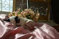 processed/732a1749-41a6-49cc-8075-9c52d658297e/listing/fa3ffe59-cbef-4859-9b38-fd77a4705e4d/9fb988ab-edf4-4870-8a8c-4ba8ad0a1362