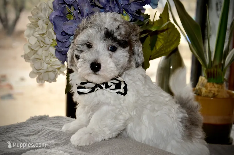 Yogi Micro Mini Sheepadoodle  – Old English Sheepdog, Poodle - Miniature  puppy for sale in Phoenix, AZ