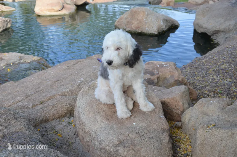 Shasta Mini Sheepadoodle – Sheepadoodle puppy for sale in Phoenix, AZ