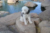 Shasta Mini Sheepadoodle, a female Sheepadoodle for sale in Phoenix, AZ – 1 of 9