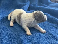 Kiwi micro Miniture, a male Old English Sheepdog and Poodle - Toy  for sale in Phoenix, AZ – 8 of 8